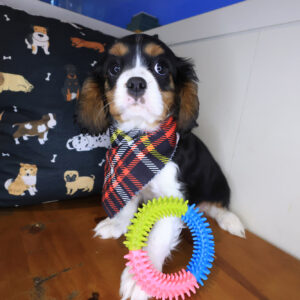 Bernard Cavalier King Charles Spaniel 01 Bernard Cavalier King Charles Spaniel 01