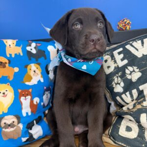 Birch Labrador Retriever 01 Birch Labrador Retriever 01