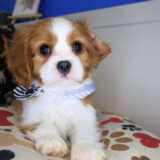 Bixby Cavalier King Charles Spaniel 01