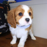 Bixby Cavalier King Charles Spaniel 03