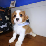 Bixby Cavalier King Charles Spaniel 04