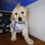 Blink Golden Retriever 01