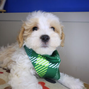 Bolt Maltipoo 01 Bolt Maltipoo 01