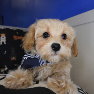 Bourbon Maltipoo 01 Bourbon Maltipoo 01