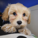 Bourbon Maltipoo 02