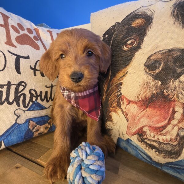 Brodie Mini Goldendoodle 01