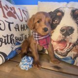 Brodie Mini Goldendoodle 02