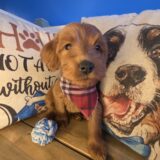 Brodie Mini Goldendoodle 03