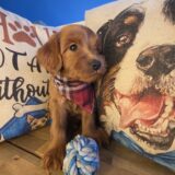 Brodie Mini Goldendoodle 04