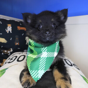 Bugsy Pomeranian 01 Bugsy Pomeranian 01