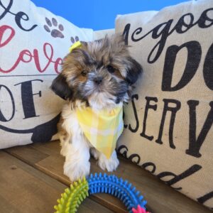 Bunny Shih Tzu 01 Bunny Shih Tzu 01