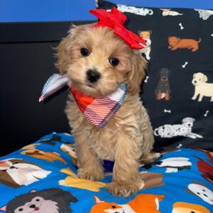 Candy Cockapoo 01 Candy Cockapoo 01