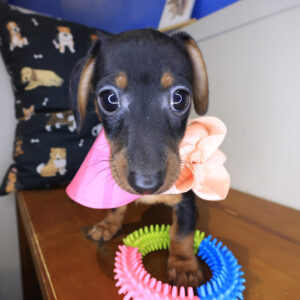 Cassandra Dachshund 01 Cassandra Dachshund 01