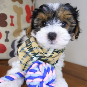 Cedar Yorkiepoo 01 Cedar Yorkiepoo 01