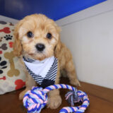 Chicklet Cavapoo 01