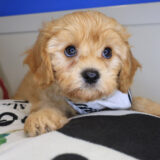 Chicklet Cavapoo 02