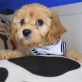 Chicklet Cavapoo 04