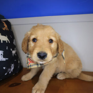 Chico Golden Retriever 01 Chico Golden Retriever 01