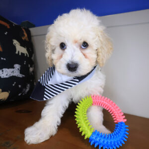 Chip Poodle 01 Chip Poodle 01