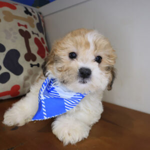 Chopper Teddy Bear 01 Chopper Teddy Bear 01