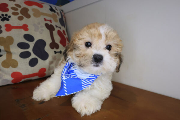 Chopper Teddy Bear 01