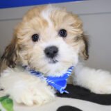 Chopper Teddy Bear 02