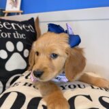 Clear Golden Retriever 01