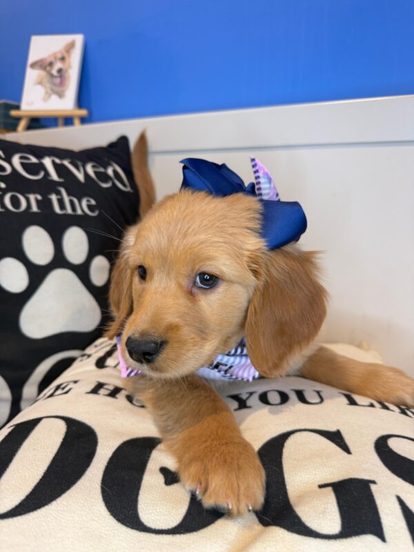 Clear Golden Retriever 01