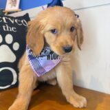 Clear Golden Retriever 02