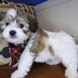 Colonel Teddy Bear 03