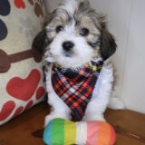 Colonel Teddy Bear 04