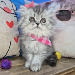 Cosmos Persian 01 Cosmos Persian 01