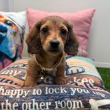 Addie Pembroke Welsh Corgi 04