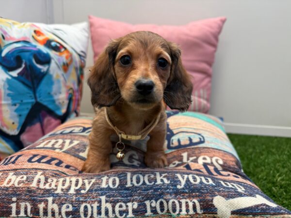 Addie Pembroke Welsh Corgi 04