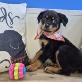 Dawnie Rottweiler 01