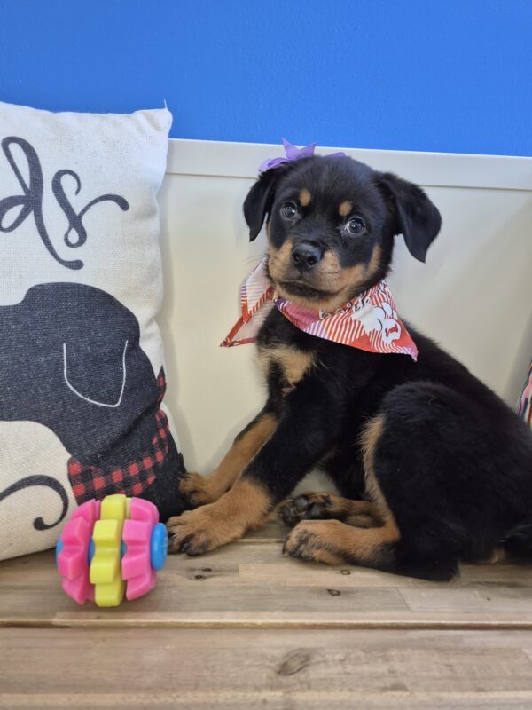 Dawnie Rottweiler 01