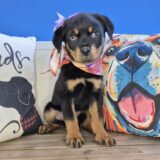 Dawnie Rottweiler 02