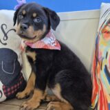 Dawnie Rottweiler 03