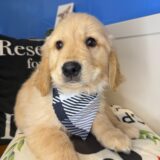 Delilah Golden Retriever 01