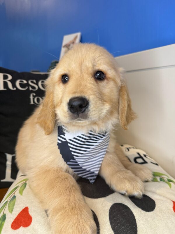 Delilah Golden Retriever 01