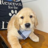 Delilah Golden Retriever 02