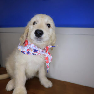 Desired Goldendoodle 01 Desired Goldendoodle 01