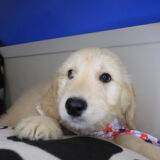 Desired Goldendoodle 02