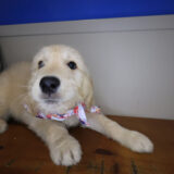 Desired Goldendoodle 03