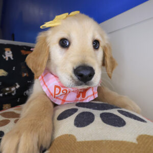 Doodlebug Golden Retriever 01 Doodlebug Golden Retriever 01