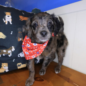 Dream Goldendoodle 01 Dream Goldendoodle 01