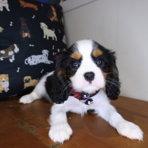 Dumarao Cavalier King Charles Spaniel 01 Dumarao Cavalier King Charles Spaniel 01