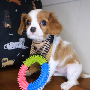 Dusty Cavalier King Charles Spaniel 01 Dusty Cavalier King Charles Spaniel 01