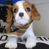 Dusty Cavalier King Charles Spaniel 03