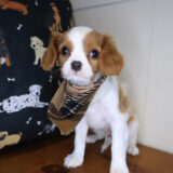 Dusty Cavalier King Charles Spaniel 04
